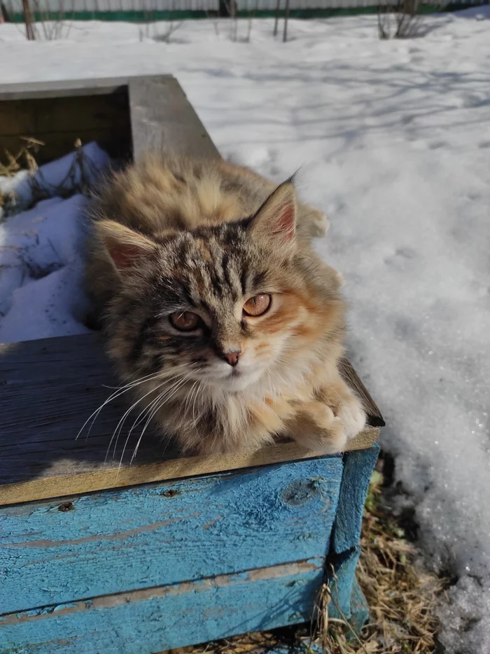 Spring greetings from our Filka - My, Tricolor cat, Spring, Courtyard, Pets, Longpost, cat