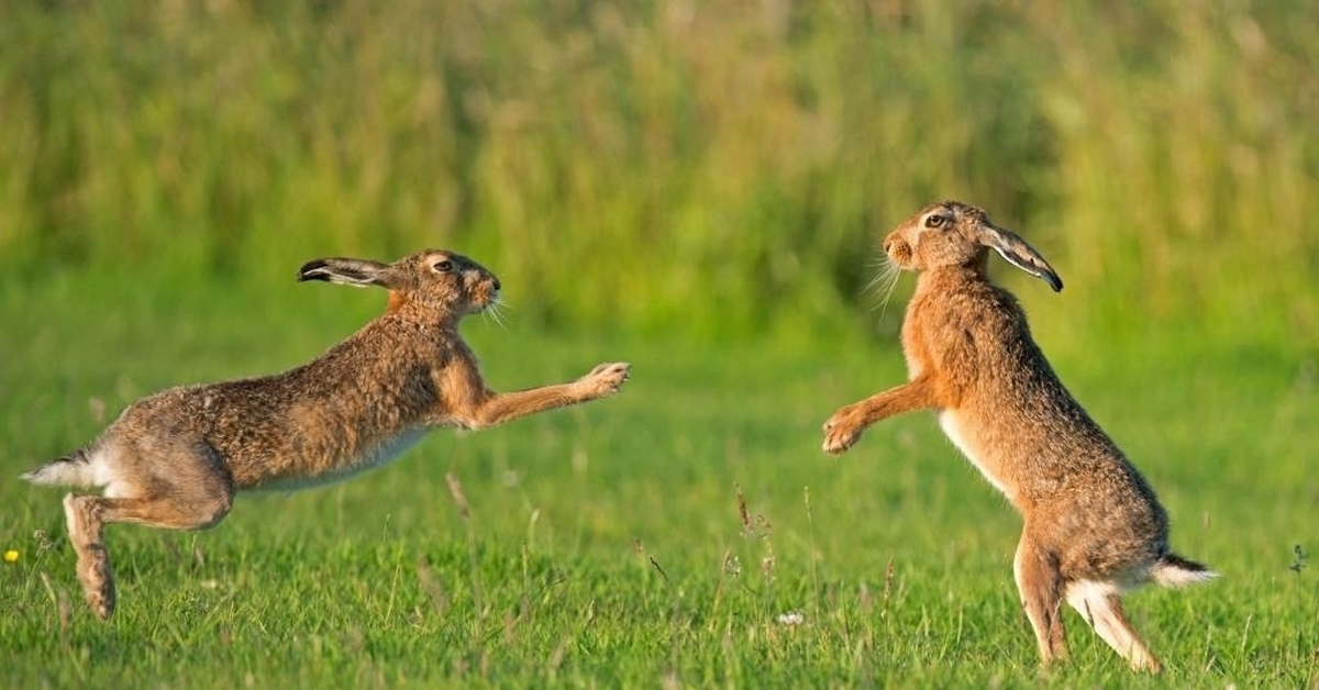 Зайцы бегали в лесу. Заяц-Русак зайцы. Заяц Русак бег. Заяц Русак лапы. Заяц Русак в прыжке.