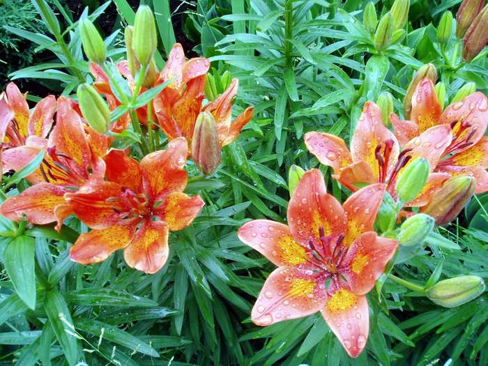 Hurry summer - My, After the rain, Lily, Flowers, Dew, Longpost