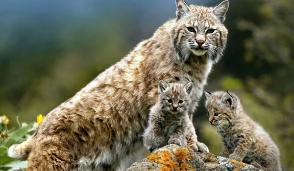 Fluffy - Lynx, Small cats, Lynx, Cat family, Fluffy, Milota, Wild animals, Longpost