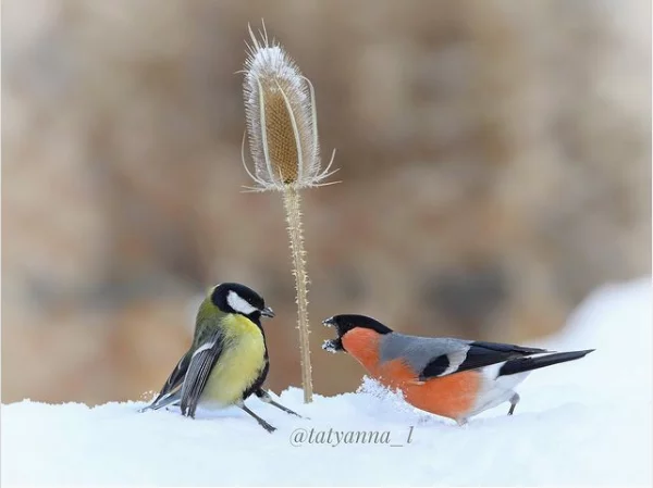 Title of the author of the photo: How much, how much does this flower cost? - Nature, The photo, Instagram