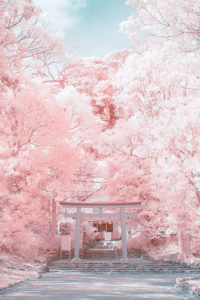 Kamakura - The photo, Japan, Kamakura, Landscape, Torii, Longpost