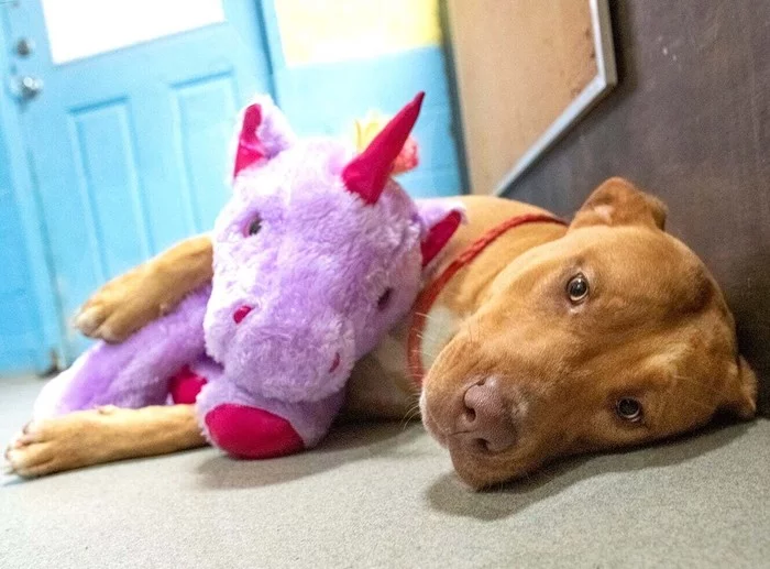 In the US, a stray dog ??was caught stealing a stuffed unicorn from a store five times. They bought him a toy and found owners - Dog, Unicorn, Plush Toys, Toys, Score, Theft, USA, Tjournal, Positive, Longpost, Milota