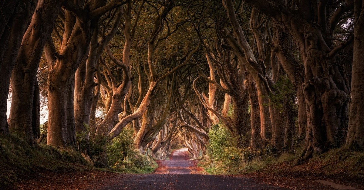 Дарк хеджес. Темные изгороди Северная Ирландия. Dark Hedges Ирландия. Дарк Хеджес («темные изгороди. Темная аллея Северная Ирландия.