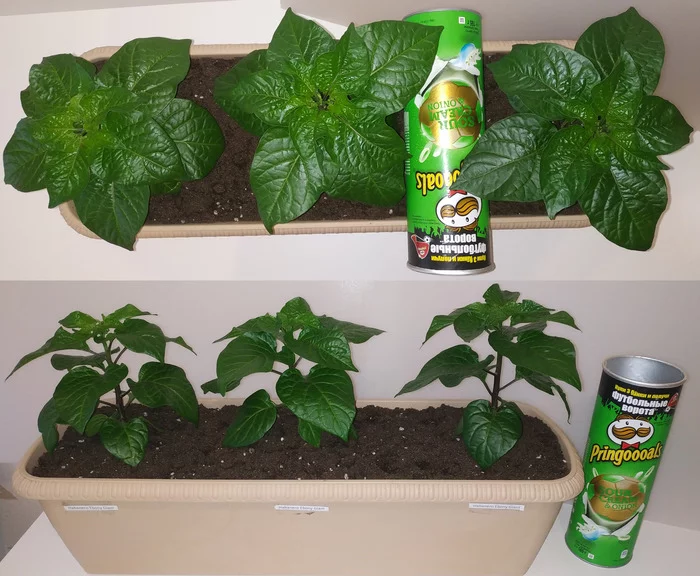 Northern peppers. Part 3 - My, Pepper farming, Growing, Hot peppers, Longpost