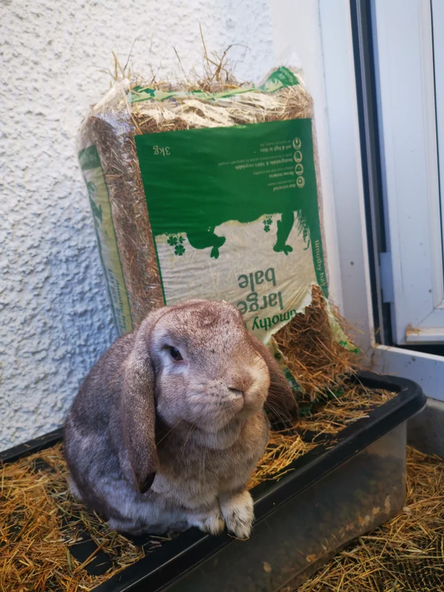 У тебя было слишком много сена в упаковке