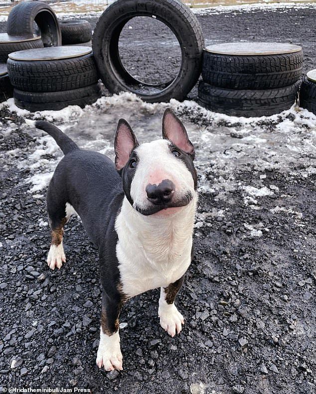 Little dog Hercule Poirot - Dog, Milota, Longpost, MiniBul terrier