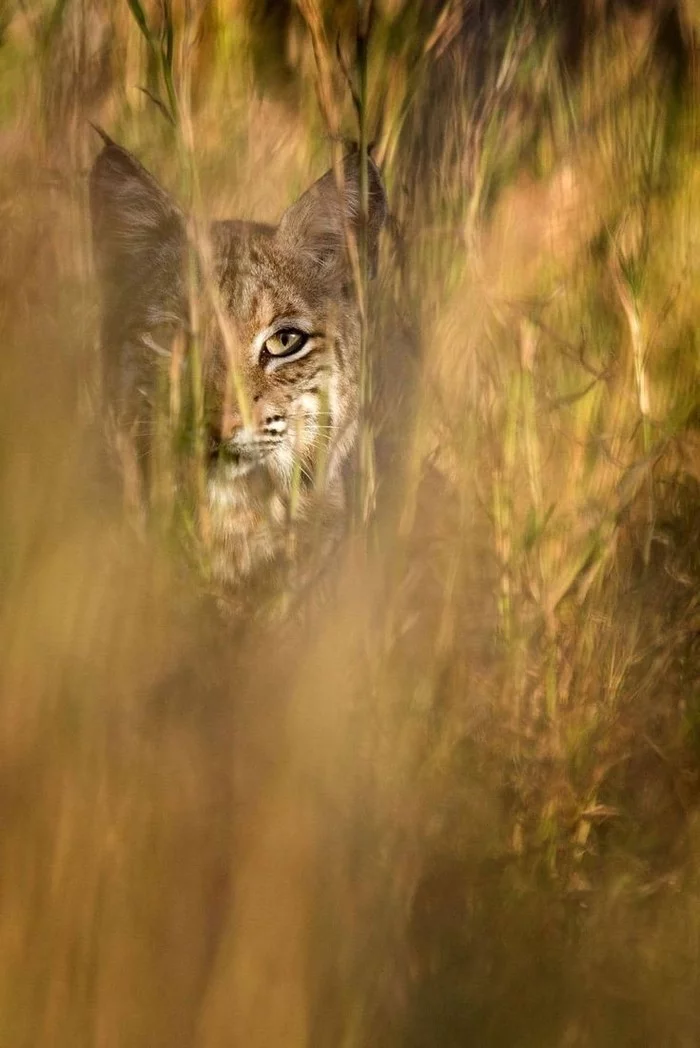 The lynx hid - Nature, Animals, Lynx, Frame, The photo, Small cats