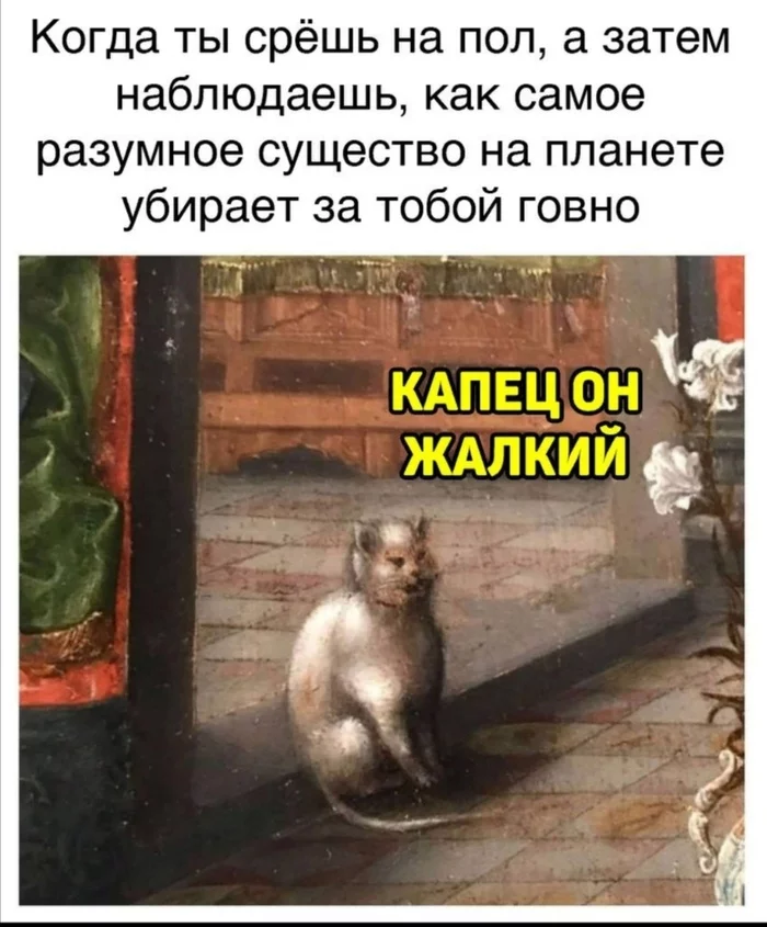 Коты поймут - Кот, Картинки, Юмор, Подпись, Мемы, Страдающее средневековье