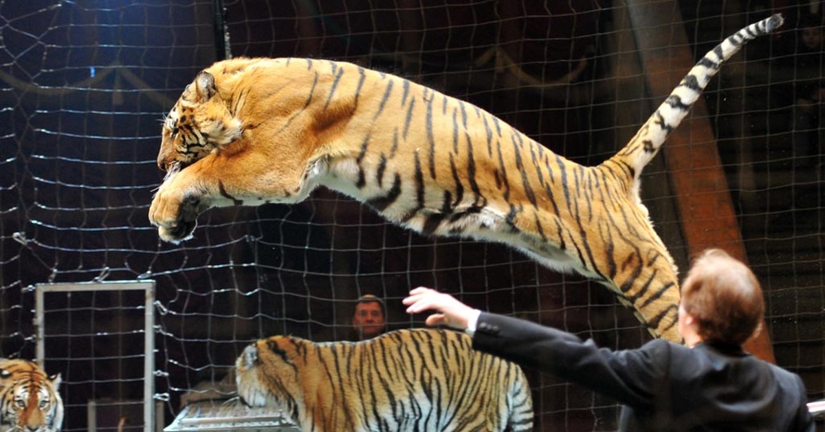Слабейшая укротительница зверей. Цирк суматранские тигры. Тигры Суматры цирк Павленко. Королевские тигры Суматры. Тигр в цирке.