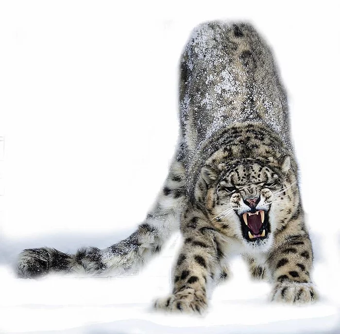 “Get lost!” - Snow Leopard, Instagram, Discovery, The photo, Big cats