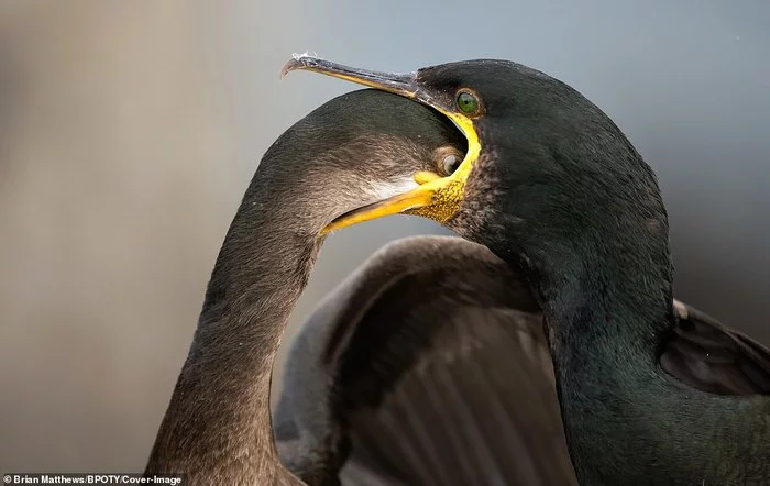 Hello! - Birds, The photo, Cormorants