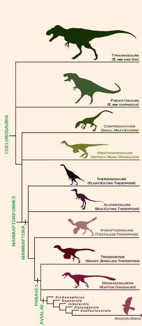 Mysterious theropod discovery - My, Paleontology, The science, Biology, Dinosaurs, Past, Evolution, Longpost