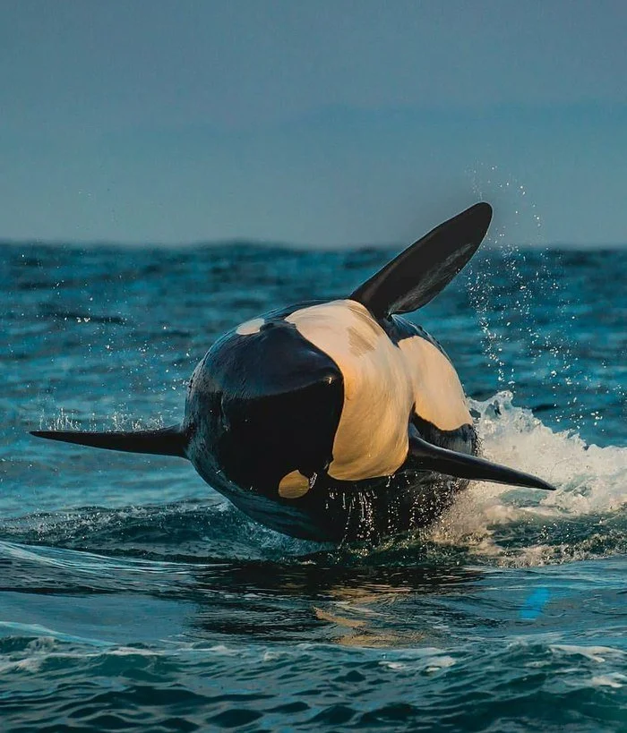 Killer whales, facts about killer whales - Animals, Facts, Ocean, Killer whale, Yandex Zen, Longpost