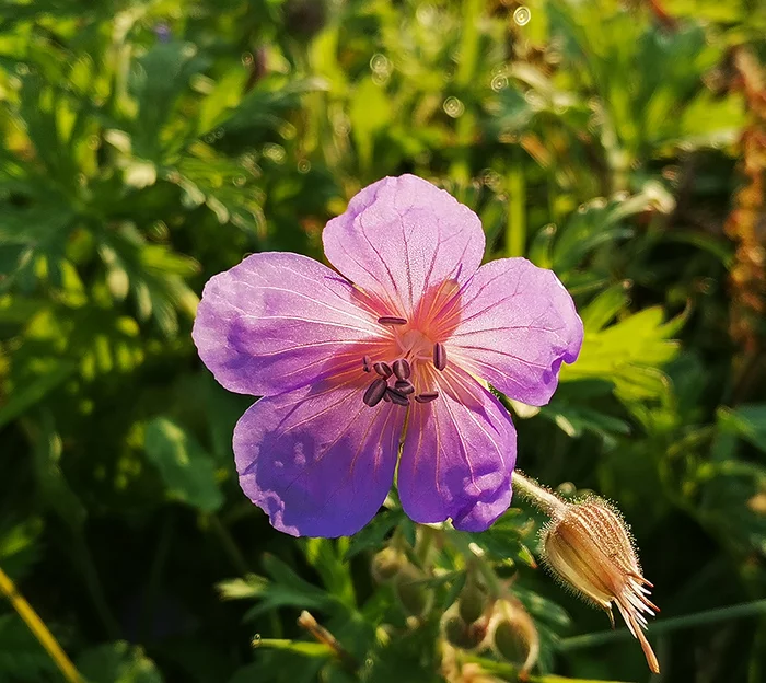 Flowers of Siberia - My, Travels, Mountain Altai, Holidays in Russia, Flowers, Siberia, Photographer, Photo tour, Longpost, The photo, Altai Republic