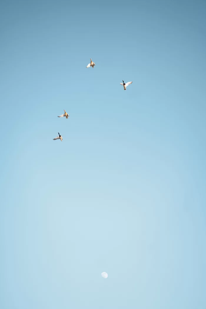 Ducks - The photo, Duck, moon, Sky, Birds