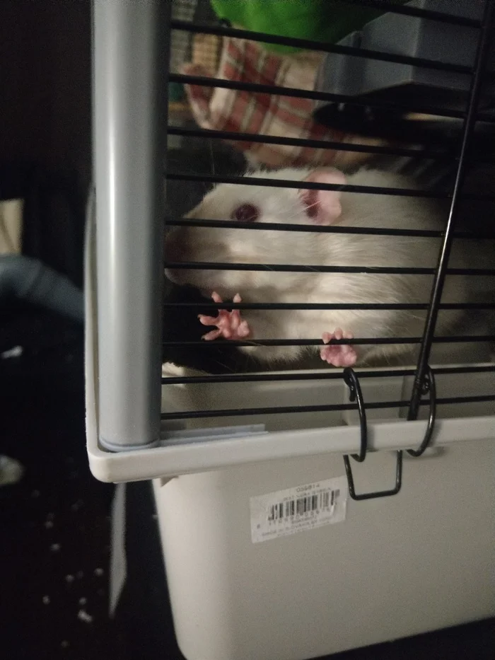 High five - My, Decorative rats, Rat dumbo, Rat