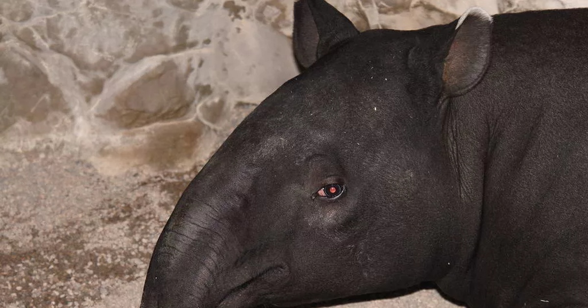 Tapir Cum