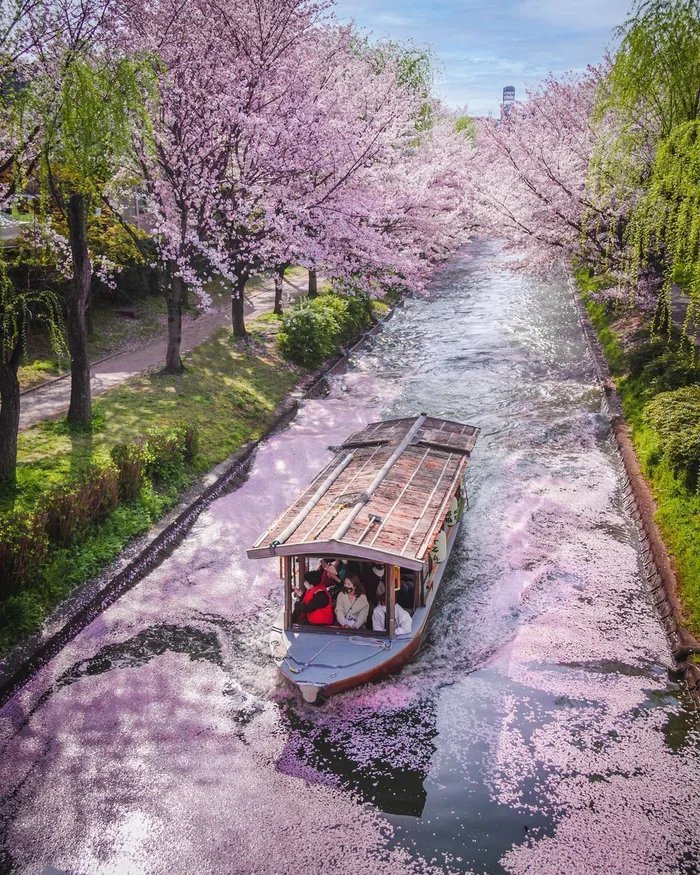 Japan - Japan, Sakura, The photo, Nature