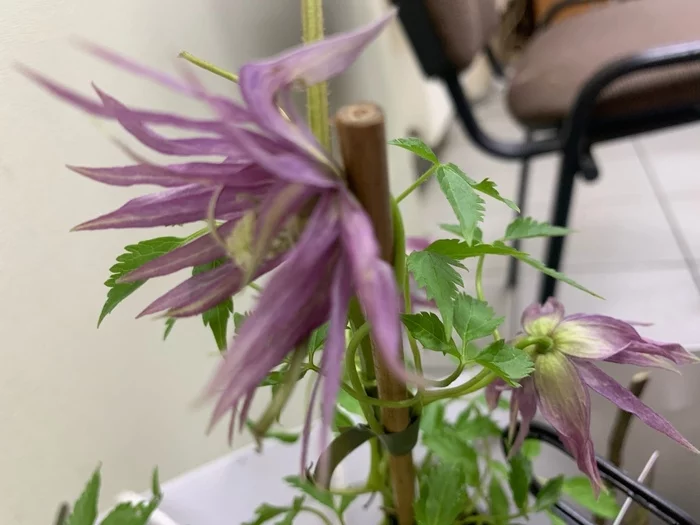 Clematis bloomed at home - Clematis, Garden, Dacha, Gardening, Seedling