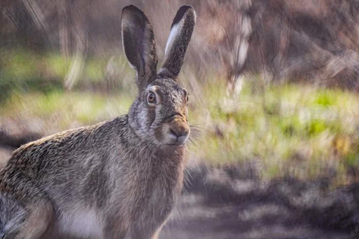 Hare - hare - Hare, Hare, Rostov region, March, 2021, Field, The national geographic, The photo, Wild animals