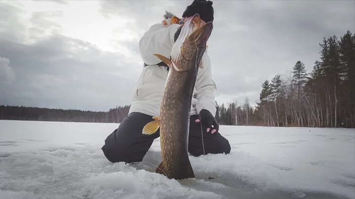 Excellent fishing for perch and pike. I caught both a large perch and a trophy pike - My, Winter fishing, Pike for live bait, Pike, Perch, Fishing, Hunting and fishing, Leisure, Camping, Zherlitsy, Asp, Video, Longpost