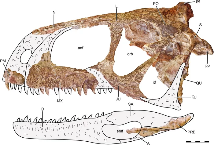 'Fear-inducing' new predatory dinosaur discovered - Dinosaurs, Paleontology, Fossils, South America, The science, Animals, Longpost