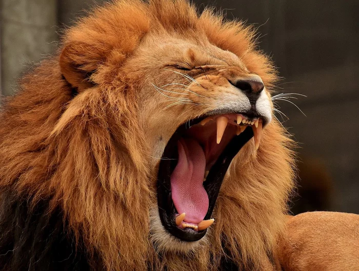 Before any task, it is important for everyone to yawn properly... - a lion, Yawn, Big cats, Wild animals, contagious, South Africa, Scientists, Italy, University, Pisa, Research, Informative, The national geographic, Reserves and sanctuaries, Video, Longpost