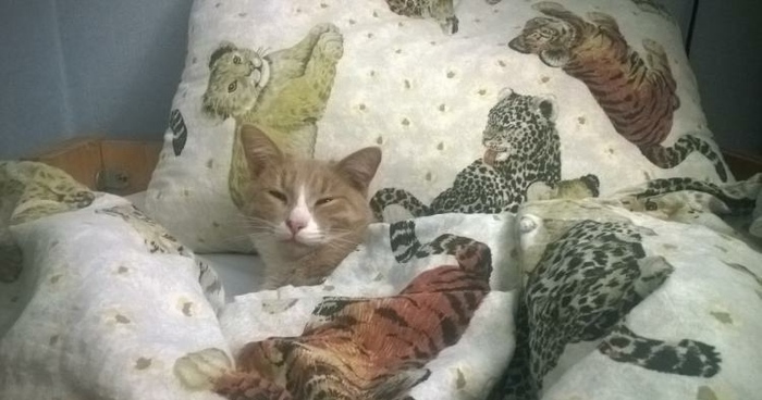 ����� ������ ���� ����