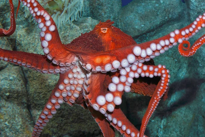 Octopuses. Octopus facts - Ocean, Octopus, Animals, Yandex Zen, GIF, Longpost
