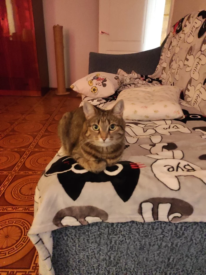 Cat monitoring system - My, cat, Mat, Longpost