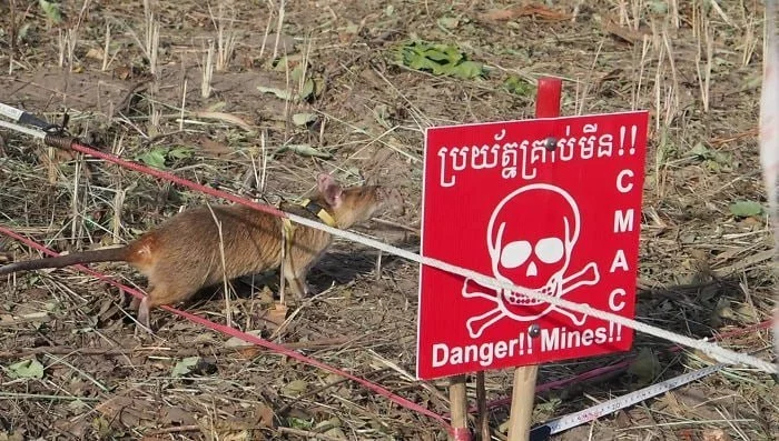 Rat sapper - Rat, Mines, Sapper, Animals, Rodents, Explosives, Reward, Medals, Cambodia