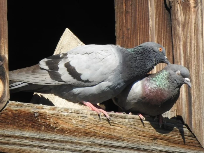 Doves - My, The photo, Pigeon, Zoom, Longpost