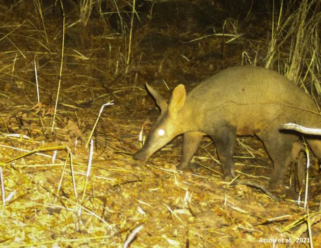 The rarest antelope was photographed for the first time in the African wild - Duiker, Antelope, Wild animals, wildlife, Rare animals, Rare view, Africa, Western Africa, Tag, National park, Phototrap, British scientists, The science, Research, Protection of Nature, Longpost