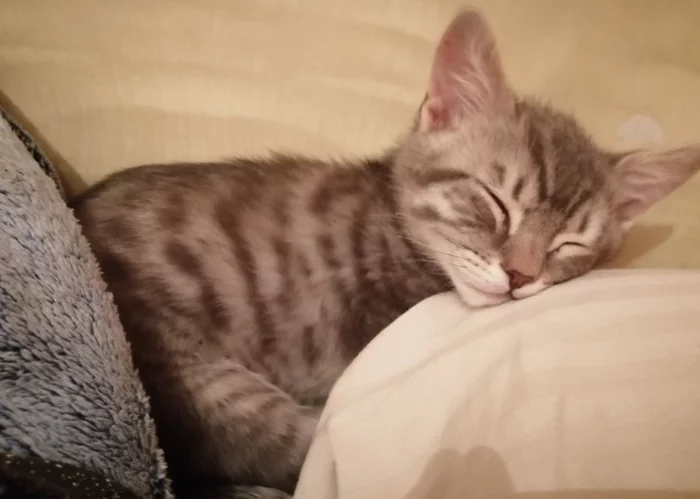 Training a cat/cat/kitten and why it is needed - My, cat, Training, To me, Bounce, Is sitting, Video, Longpost