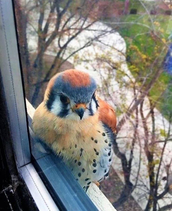 Воробьиная пустельга