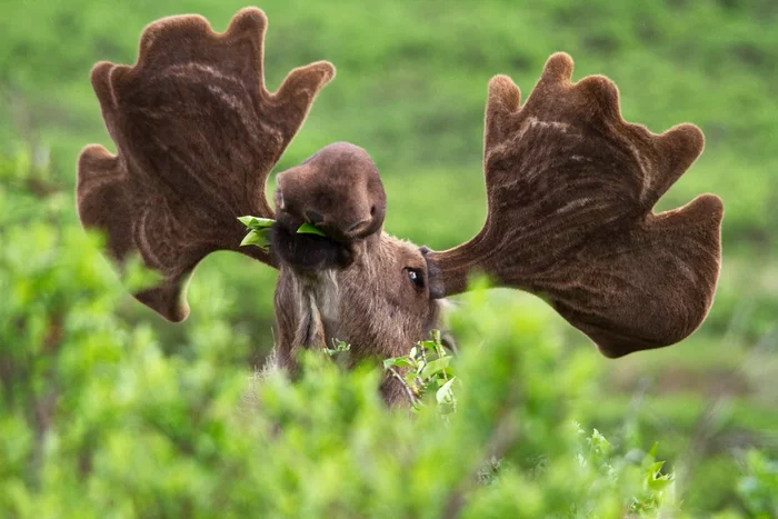 How the elk lives in the spring: several interesting features from the life of the “elk” - Animals, Wild animals, Elk, Nature, Yandex Zen, Longpost