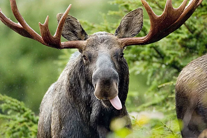 How the elk lives in the spring: several interesting features from the life of the “elk” - Animals, Wild animals, Elk, Nature, Yandex Zen, Longpost