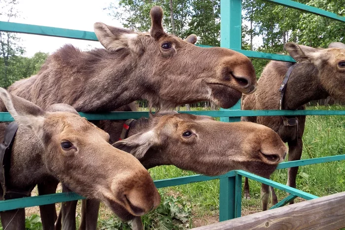 How the elk lives in the spring: several interesting features from the life of the “elk” - Animals, Wild animals, Elk, Nature, Yandex Zen, Longpost