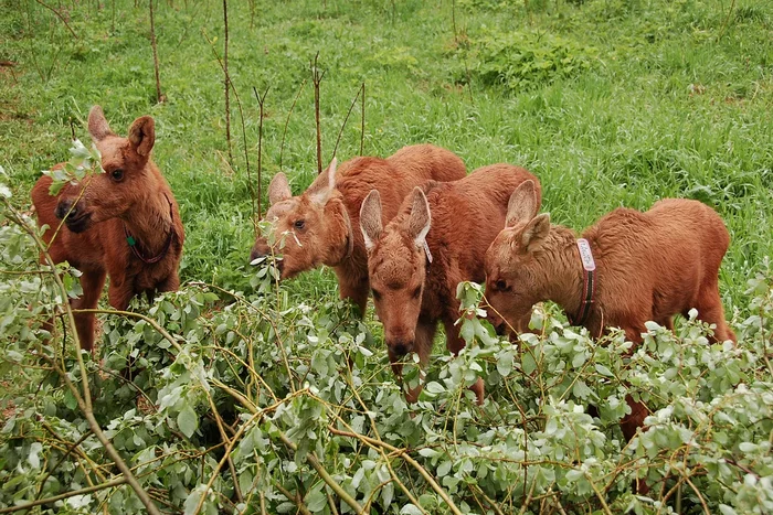 How the elk lives in the spring: several interesting features from the life of the “elk” - Animals, Wild animals, Elk, Nature, Yandex Zen, Longpost