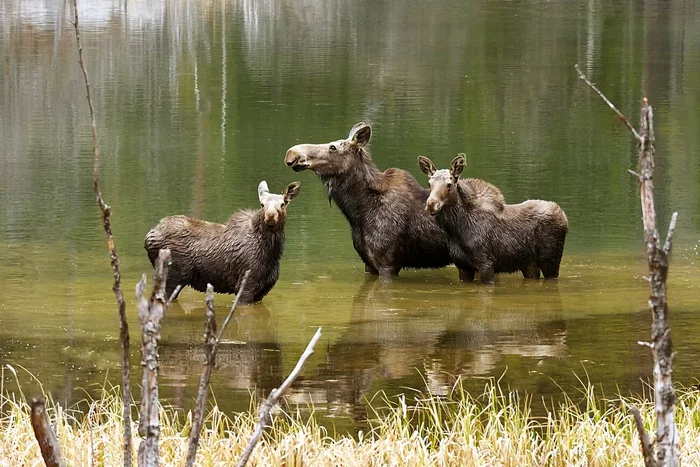 How the elk lives in the spring: several interesting features from the life of the “elk” - Animals, Wild animals, Elk, Nature, Yandex Zen, Longpost