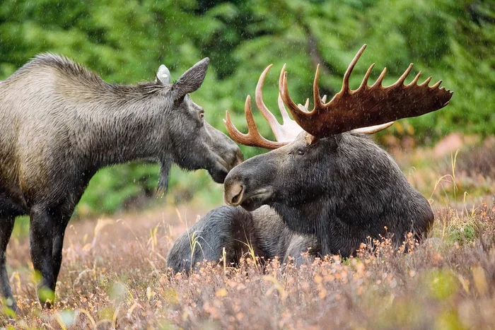 How the elk lives in the spring: several interesting features from the life of the “elk” - Animals, Wild animals, Elk, Nature, Yandex Zen, Longpost