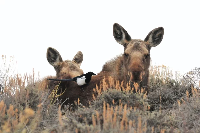 How the elk lives in the spring: several interesting features from the life of the “elk” - Animals, Wild animals, Elk, Nature, Yandex Zen, Longpost