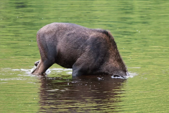 How the elk lives in the spring: several interesting features from the life of the “elk” - Animals, Wild animals, Elk, Nature, Yandex Zen, Longpost