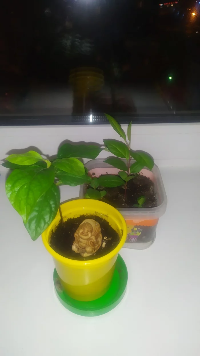 Found this guy on the street - My, Find, Persimmon, Vegetable garden on the windowsill, Seeds, Фрукты, Tree, The photo, Apple tree, The bone sprouted, Buddha, Plaster sculpture, Gypsum products, Netsuke