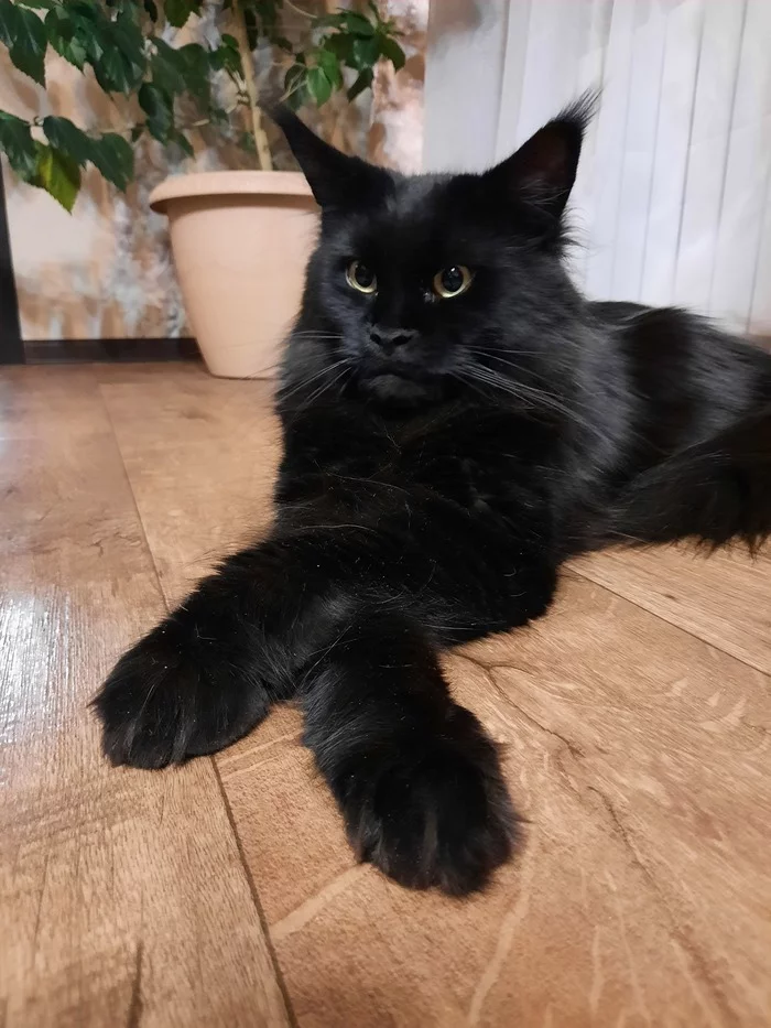 On the topic of cats - My, Black cat, Reply to post, Maine Coon, Longpost, cat