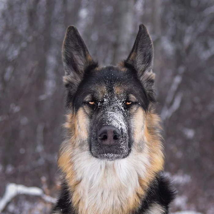 He's not a good boy for you - Animals, Dog, German Shepherd, Brutality, Severity, Good boy, Longpost, The photo, Sight