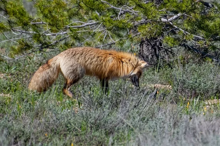 Several interesting features from the life of a fox in the spring - Animals, Wild animals, Fox, Nature, Yandex Zen, Longpost