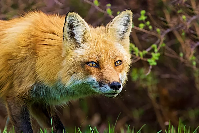 Several interesting features from the life of a fox in the spring - Animals, Wild animals, Fox, Nature, Yandex Zen, Longpost