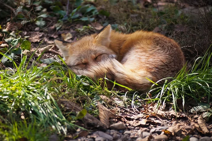 Several interesting features from the life of a fox in the spring - Animals, Wild animals, Fox, Nature, Yandex Zen, Longpost
